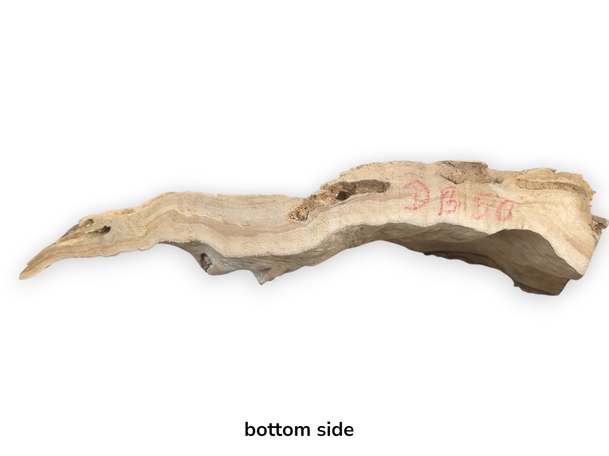 A light brown, naturally shaped driftwood piece with a smooth surface and organic edges.