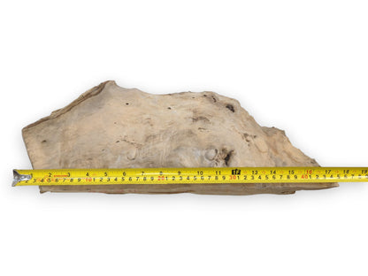 A light-colored, organically shaped driftwood piece with a rough texture and natural holes, measured horizontally.