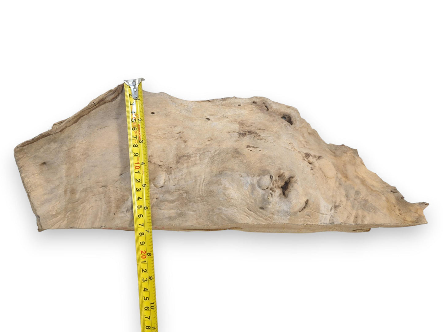 A light-colored, organically shaped driftwood piece with a rough texture and natural holes, measured vertically.