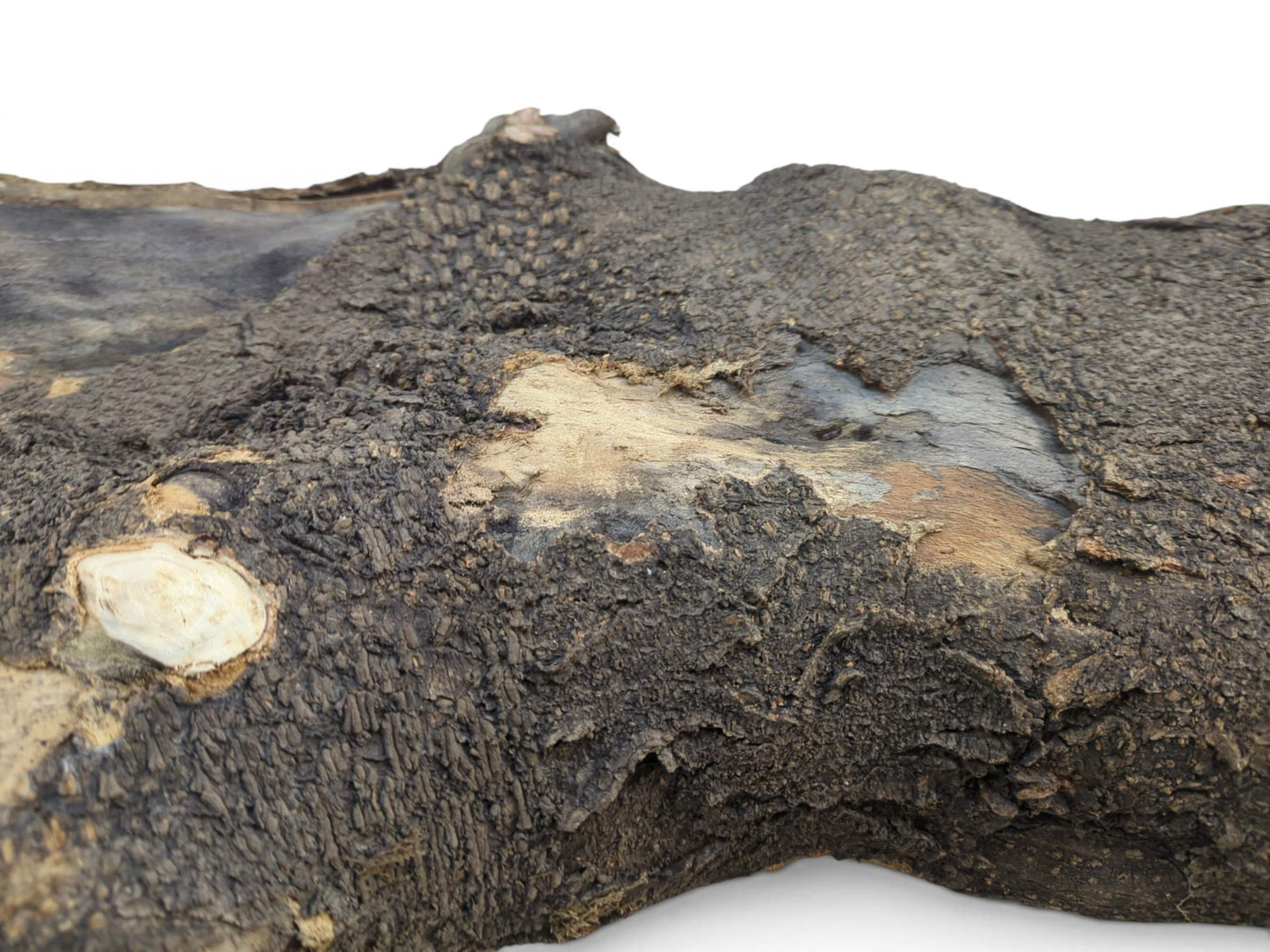 Close-up of a rustic hollow tree trunk with dark, textured bark and exposed light wood.