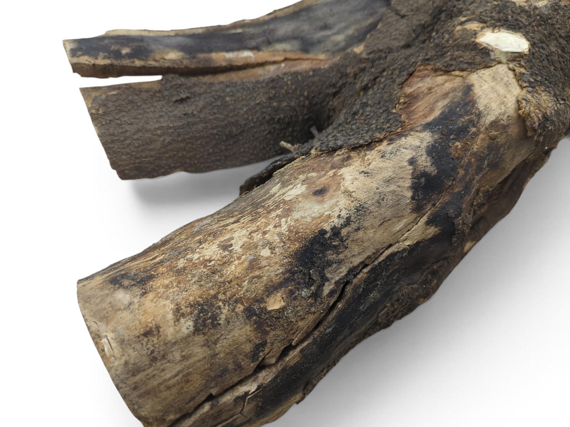 A close-up of a rustic hollow tree trunk wood piece with dark, textured bark and light wood.
