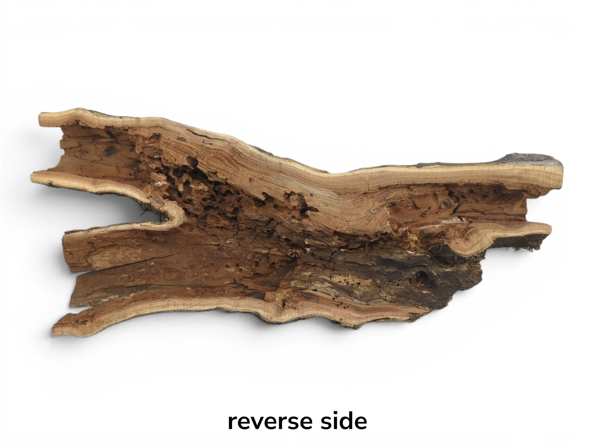 Reverse side of a hollow, rustic tree trunk wood piece with natural live edges.