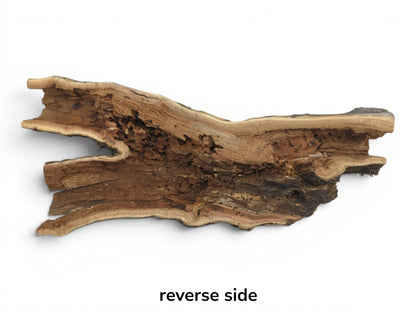 Reverse side of a hollow, rustic tree trunk wood piece with natural live edges.