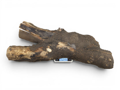 A long, dark, rustic hollow tree trunk wood piece with a rough, textured bark.