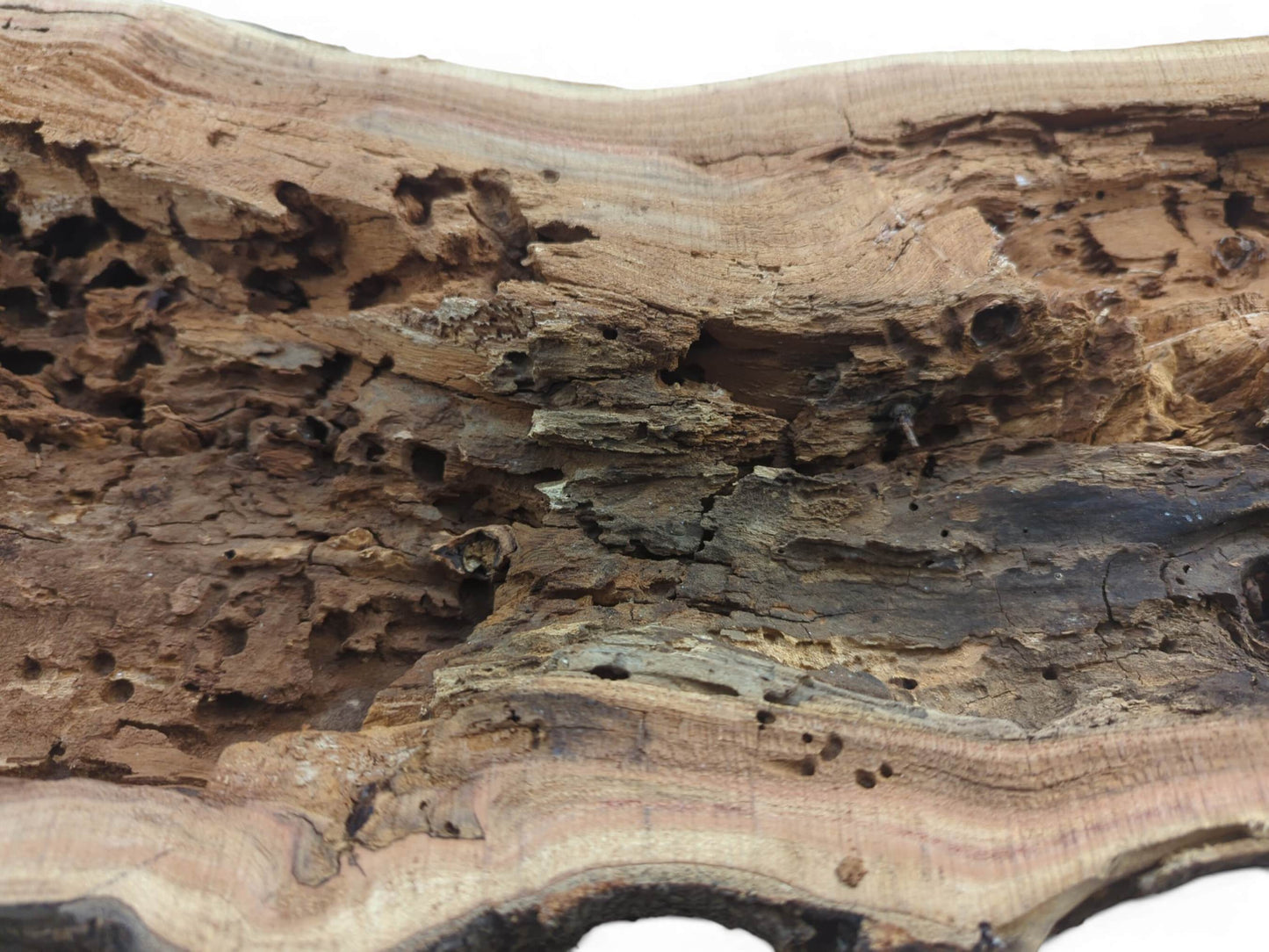 Close-up of a hollow, rustic tree trunk with extensive insect damage and visible wood grain.