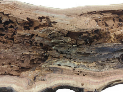 Close-up of a hollow, rustic tree trunk with extensive insect damage and visible wood grain.