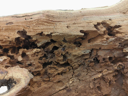 Close-up of a rustic hollow tree trunk with extensive insect damage and visible wood grain.