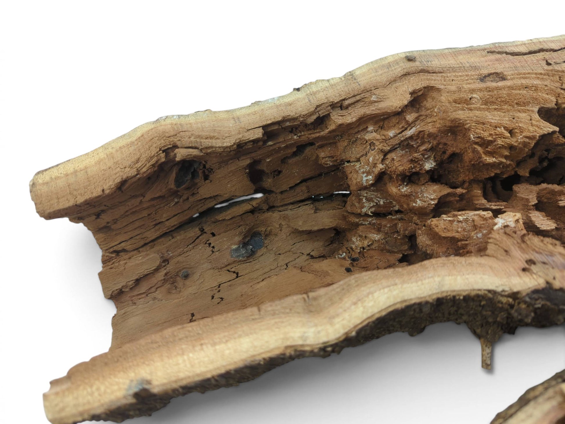 Close-up of a hollow, rustic tree trunk wood piece with a rough, textured interior.