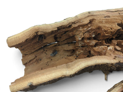 Close-up of a hollow, rustic tree trunk wood piece with a rough, textured interior.