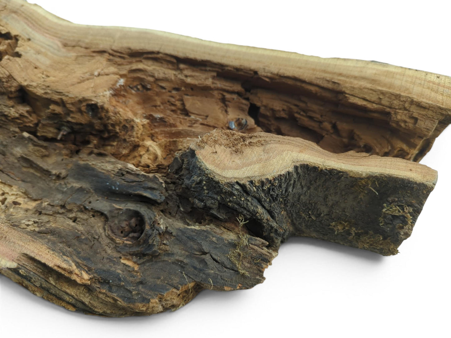 Close-up of a hollow, rustic tree trunk wood piece with dark bark and light interior.