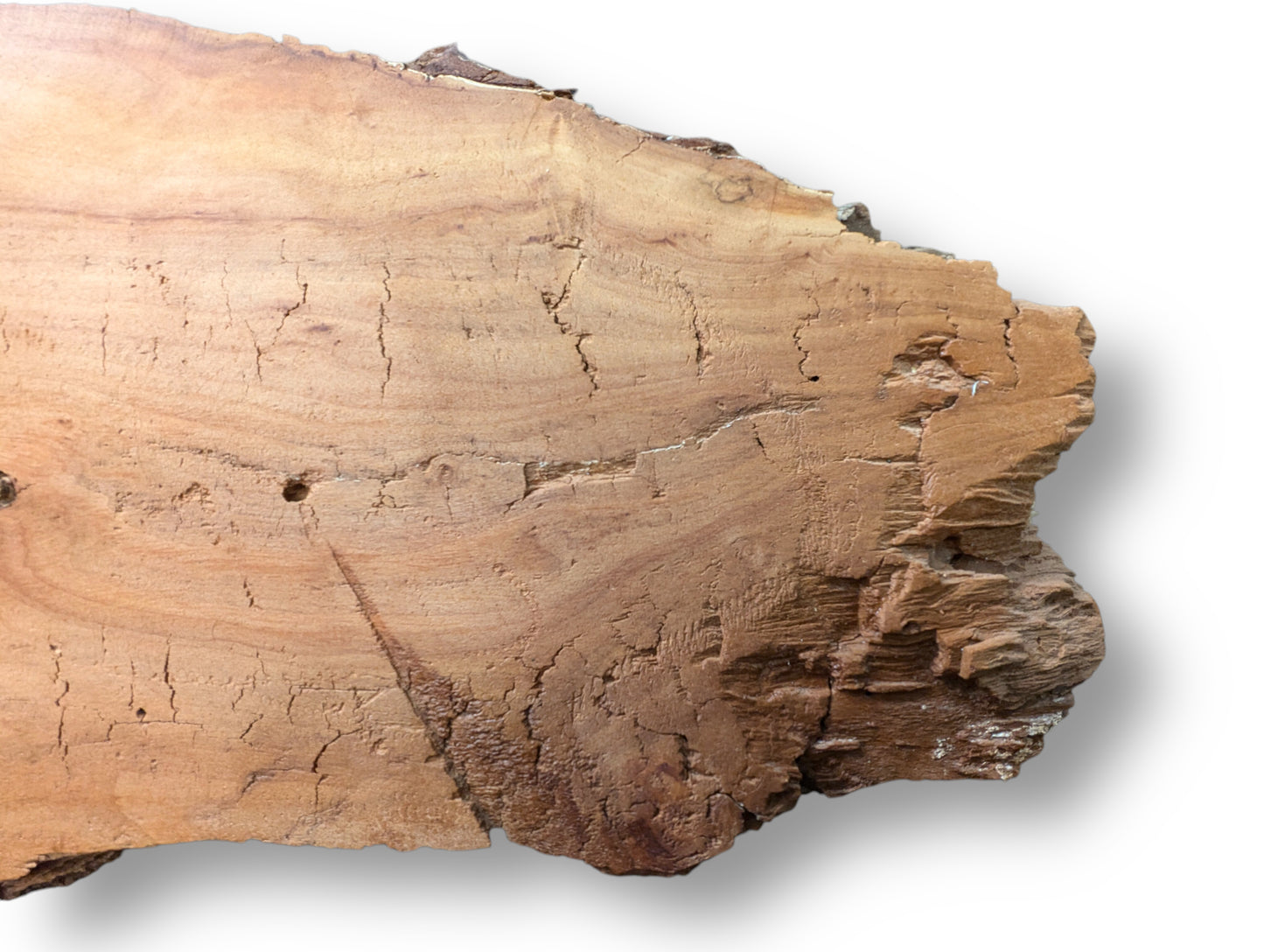 Textured weeping willow slab displays light brown wood, fine cracks, distinct grain, and a rough, fragile right edge.