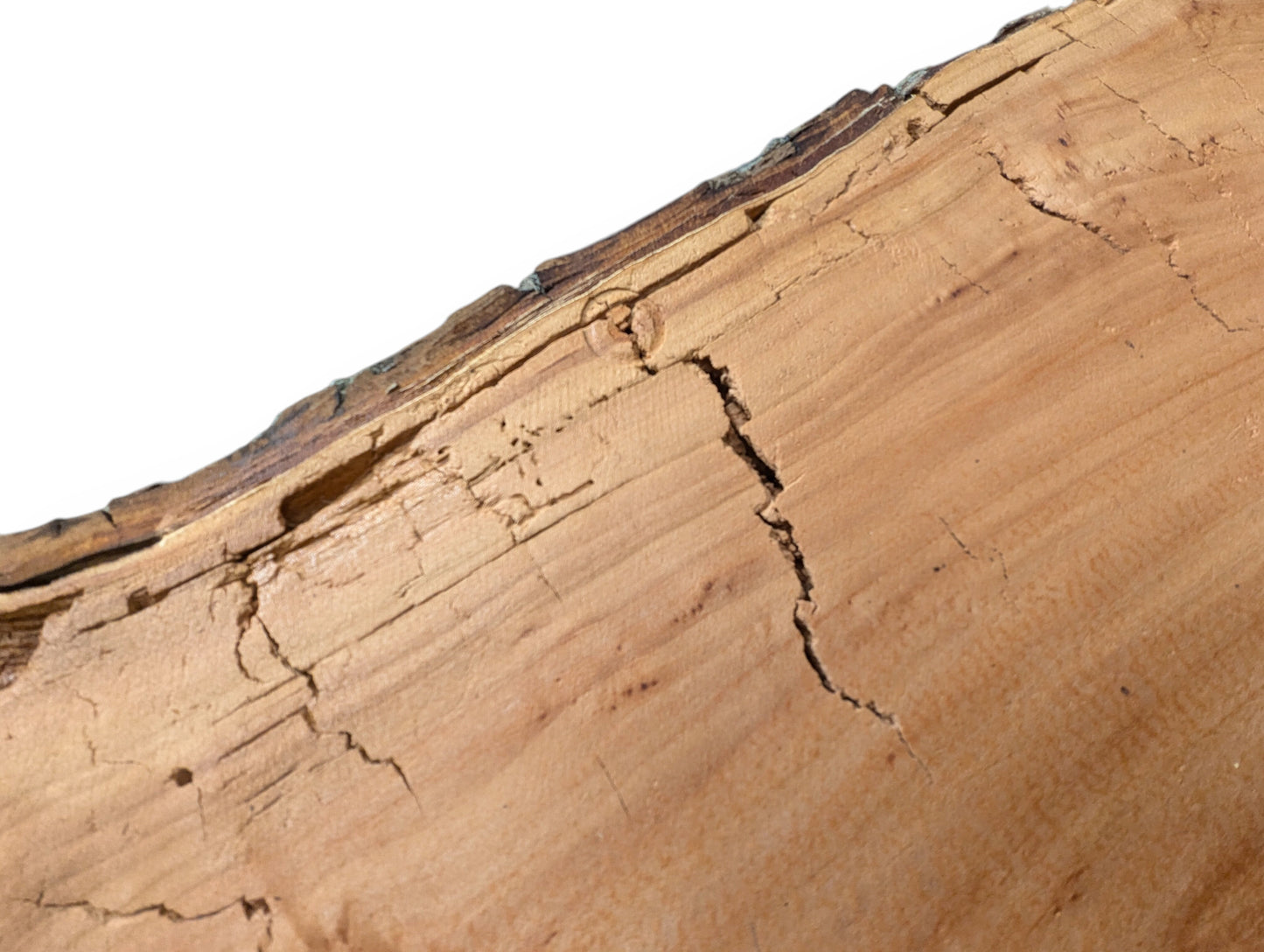 Close-up of a light tan willow wood slab with natural bark edge and extensive cracking throughout its surface.