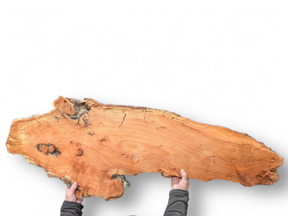 Person holds an irregularly shaped, reddish-brown willow wood slab with natural bark edges and surface cracks.