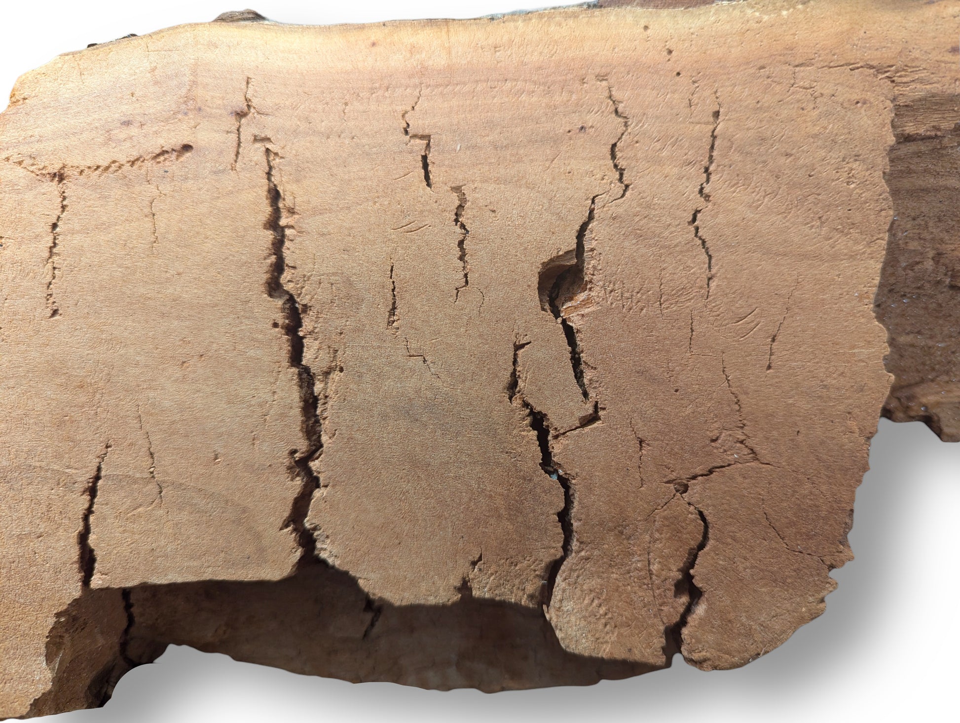 Close-up of a light brown wood slice featuring prominent vertical cracks and an irregular, textured surface.