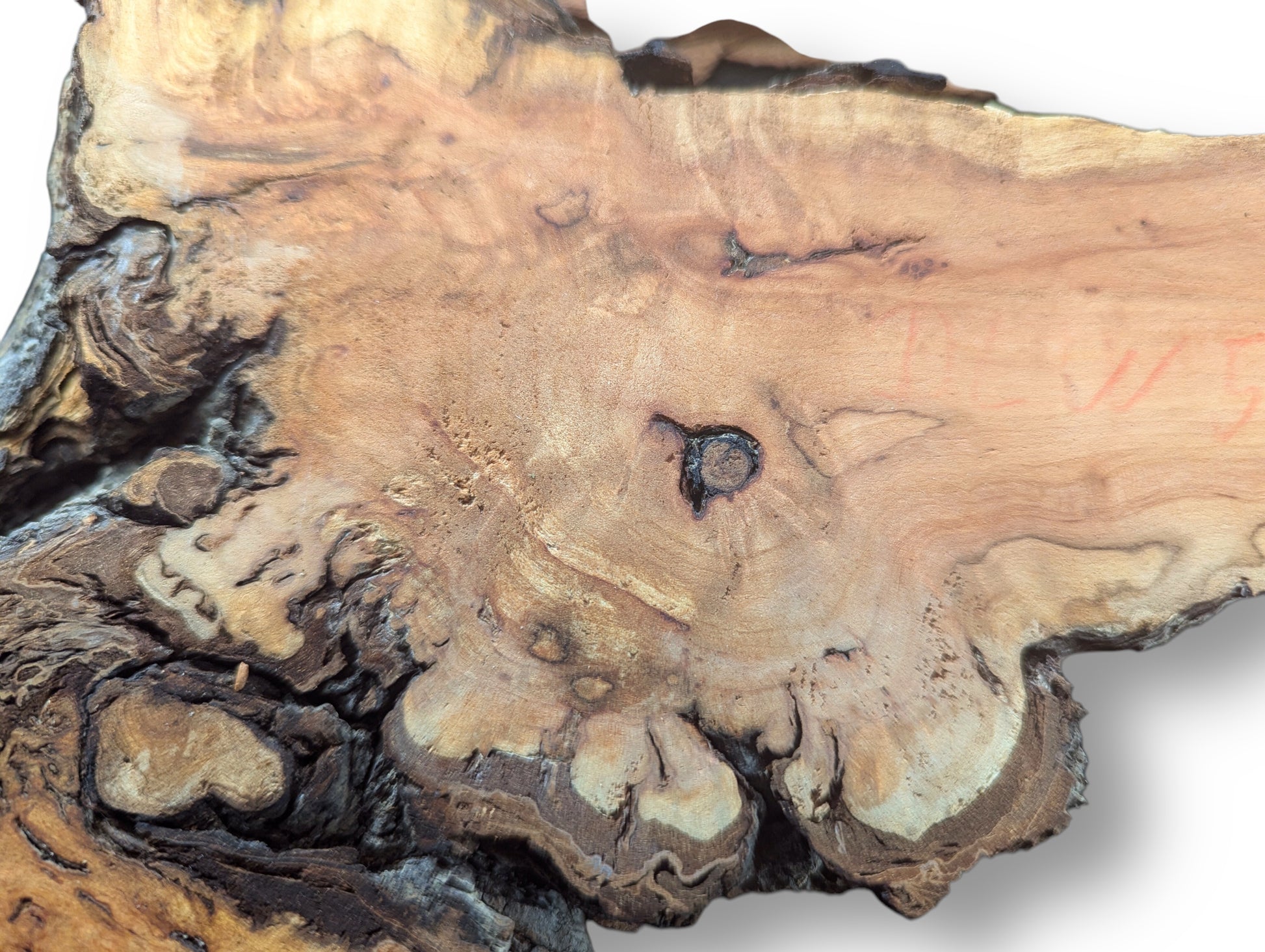 Irregular willow wood slice exhibits light brown heartwood, dark textured edges, swirling patterns, and faint red "005".
