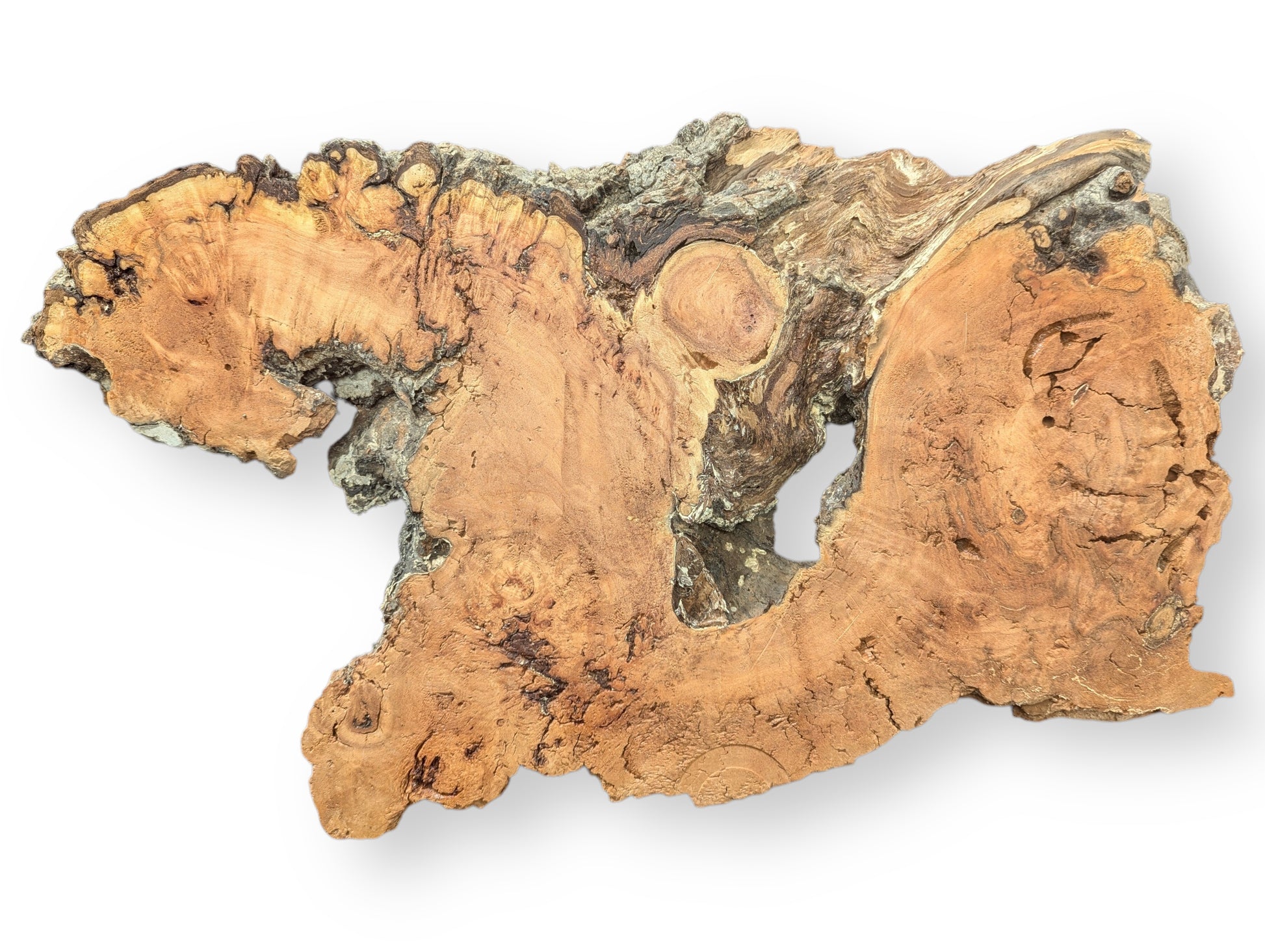 An irregular willow wood slice, light brown, featuring gnarled decay-like textures and a central void.