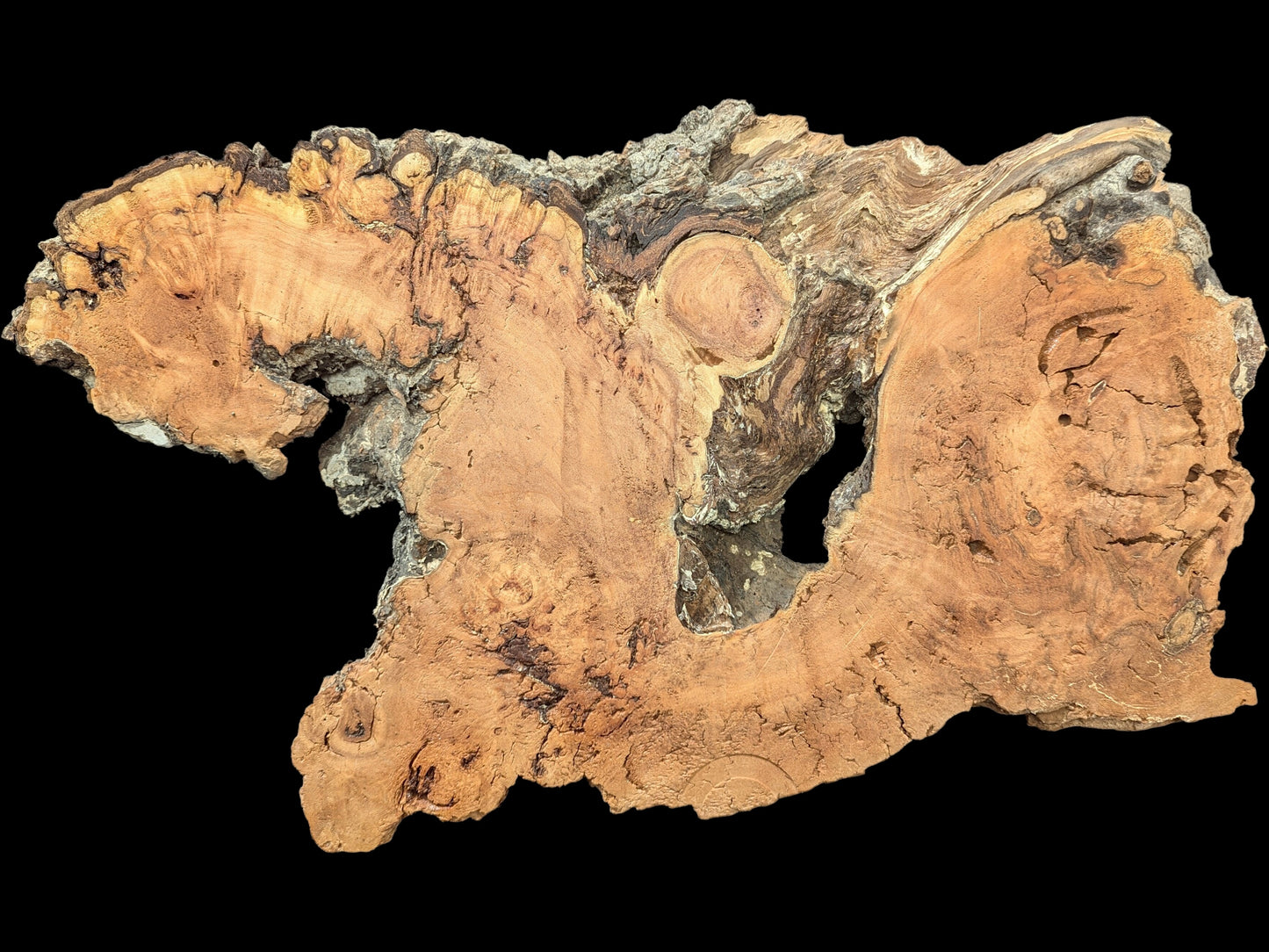 An irregular light brown weeping willow slab with dark gnarled edges and a large central void.