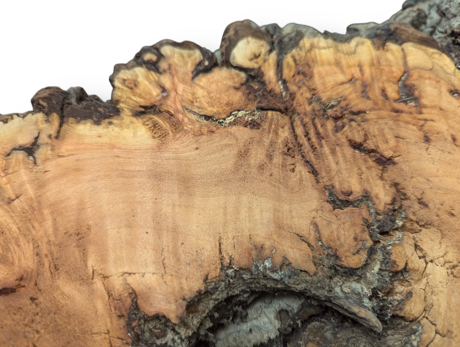 Detailed view of a light brown willow wood slab with dark gnarled edges and intricate, decay-like texture.