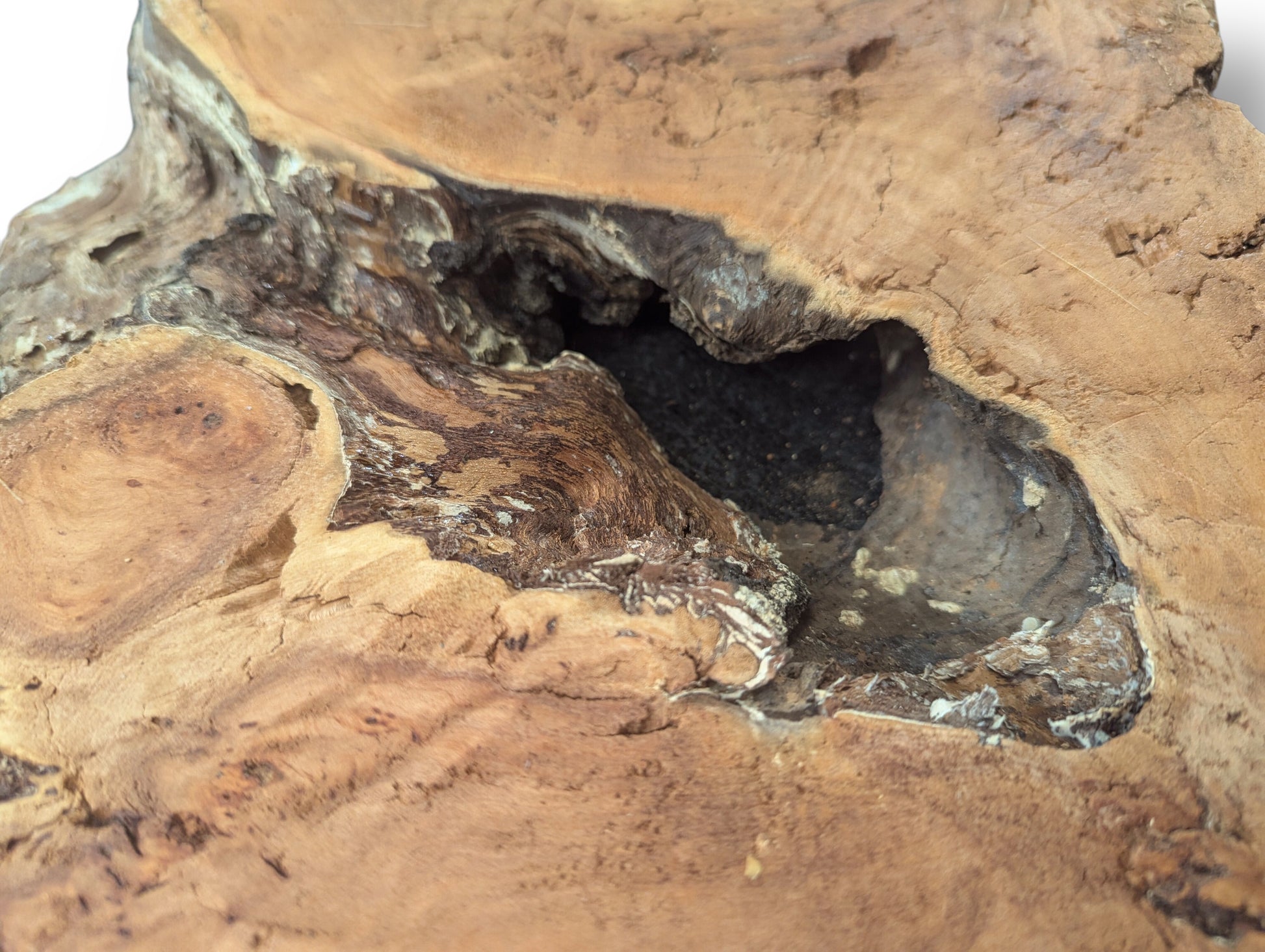 Light brown, irregular wood slice featuring a deep central void and gnarled, decay-like surface textures.