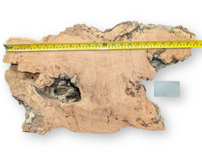 Irregular light brown willow slab, gnarled dark edges, decay-like texture, a central void, and measuring tape.