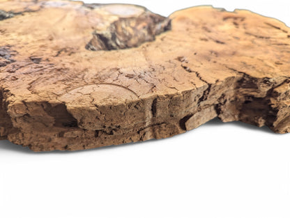 View of a light brown willow wood slice showing rough, fractured edges and a deeply cracked surface.