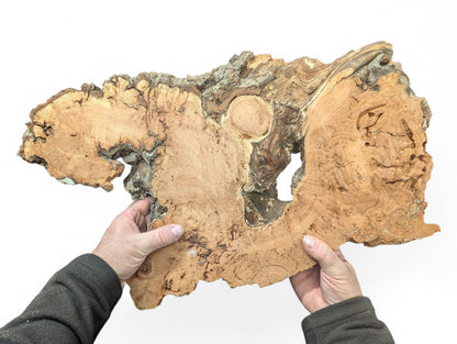 Two hands hold an irregular light brown willow wood slab with gnarled texture and a large central void.