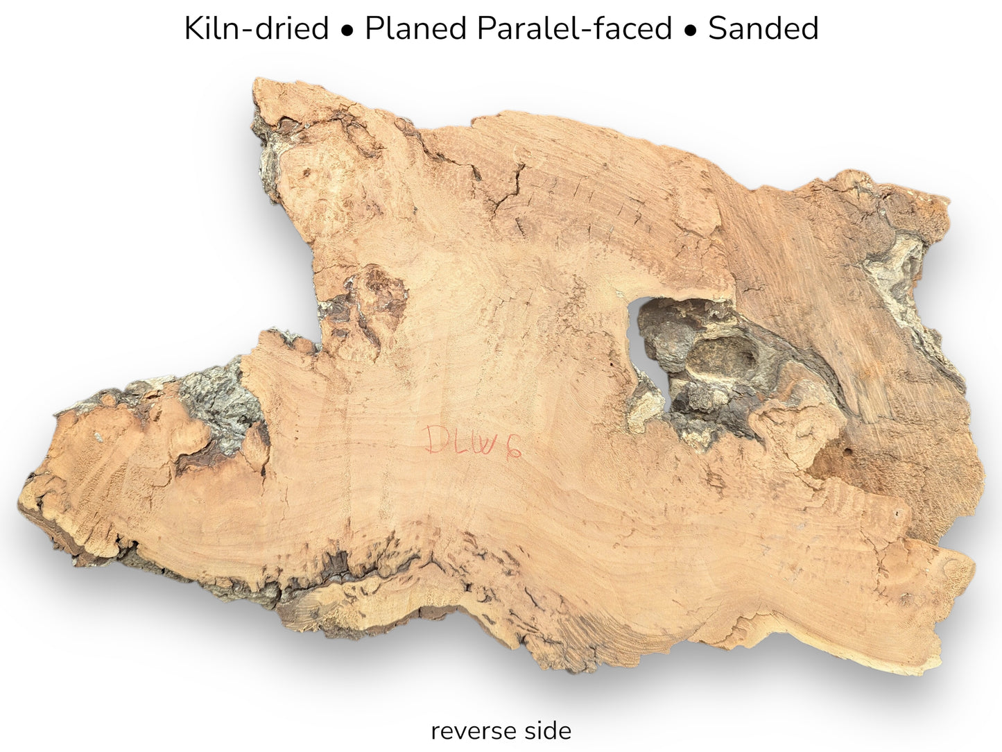 Irregular, fragile, light brown willow wood slice with decay-like texture, large hole, and visible descriptive text.