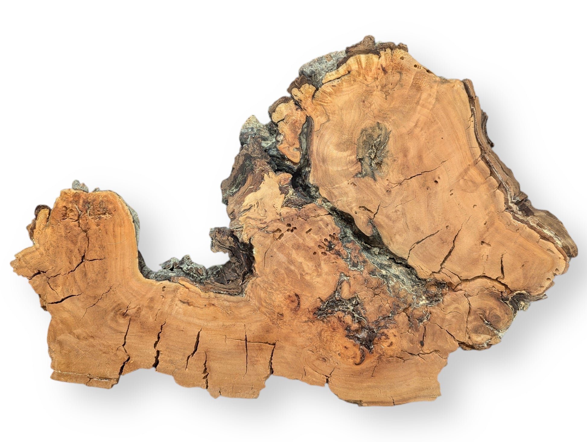 A light brown, irregular willow wood slice displaying deep cracks, rough edges, and a dark, decay-like texture.