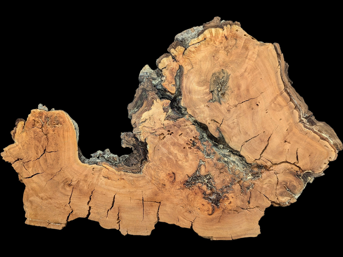 An irregular, light brown willow wood slice shows prominent grain, many cracks, and dark, decay-like natural edges.