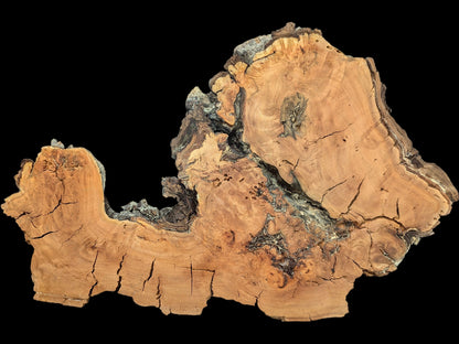 An irregular, light brown willow wood slice shows prominent grain, many cracks, and dark, decay-like natural edges.