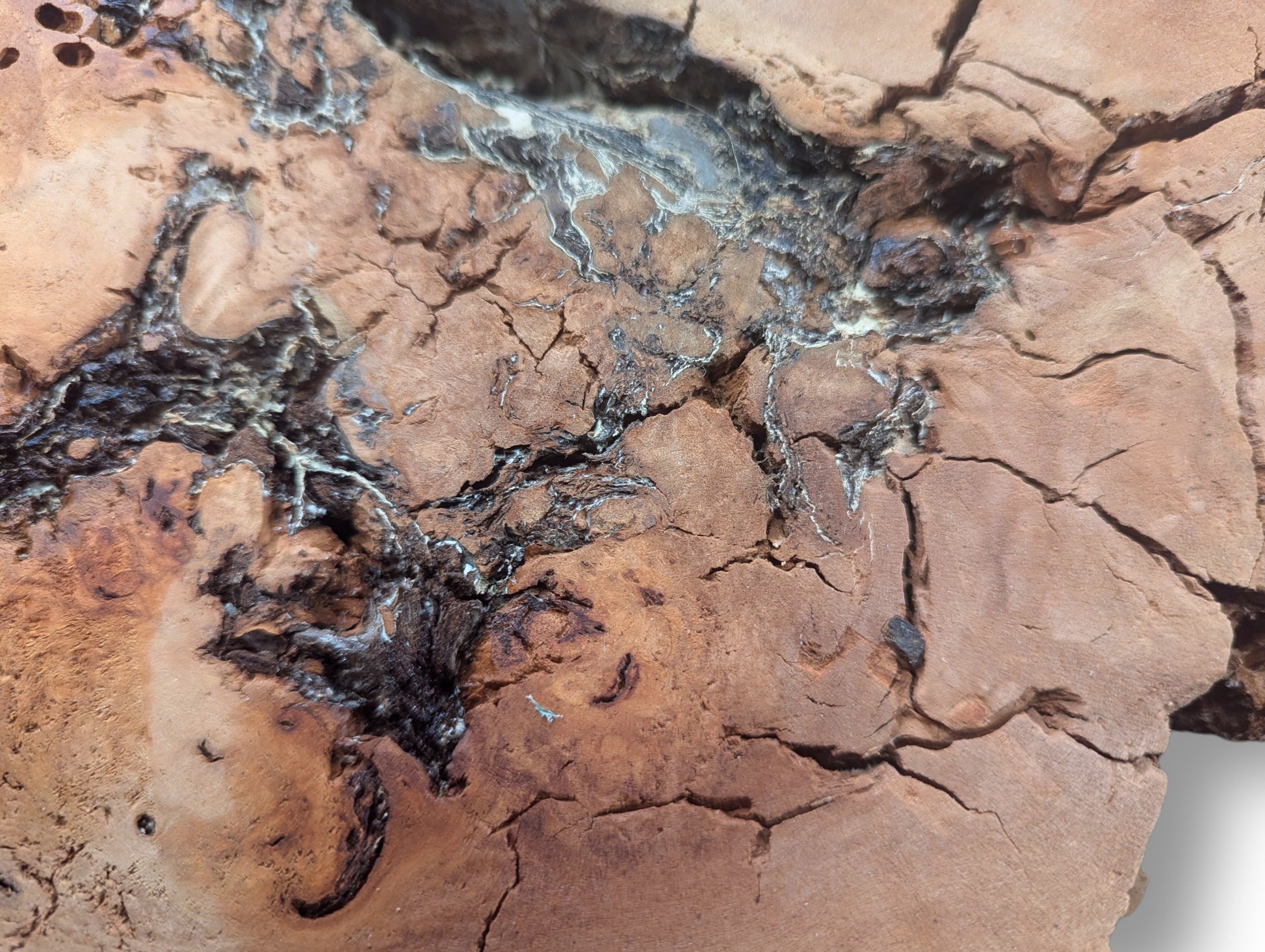 Close-up of an irregular, light brown willow wood slice with deep cracks and dark, decay-like fissured areas.