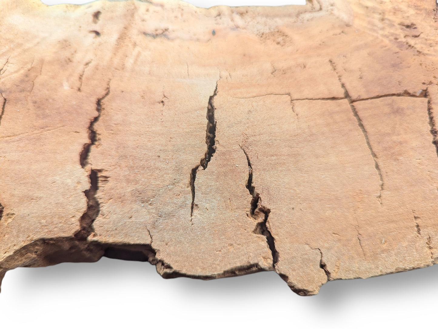 Light brown willow wood slice with prominent deep cracks and irregular, naturally fissured, decay-like edges.