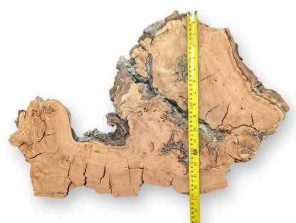 Irregularly shaped light brown willow wood slice displays cracks, rough edges, and a yellow tape measure.