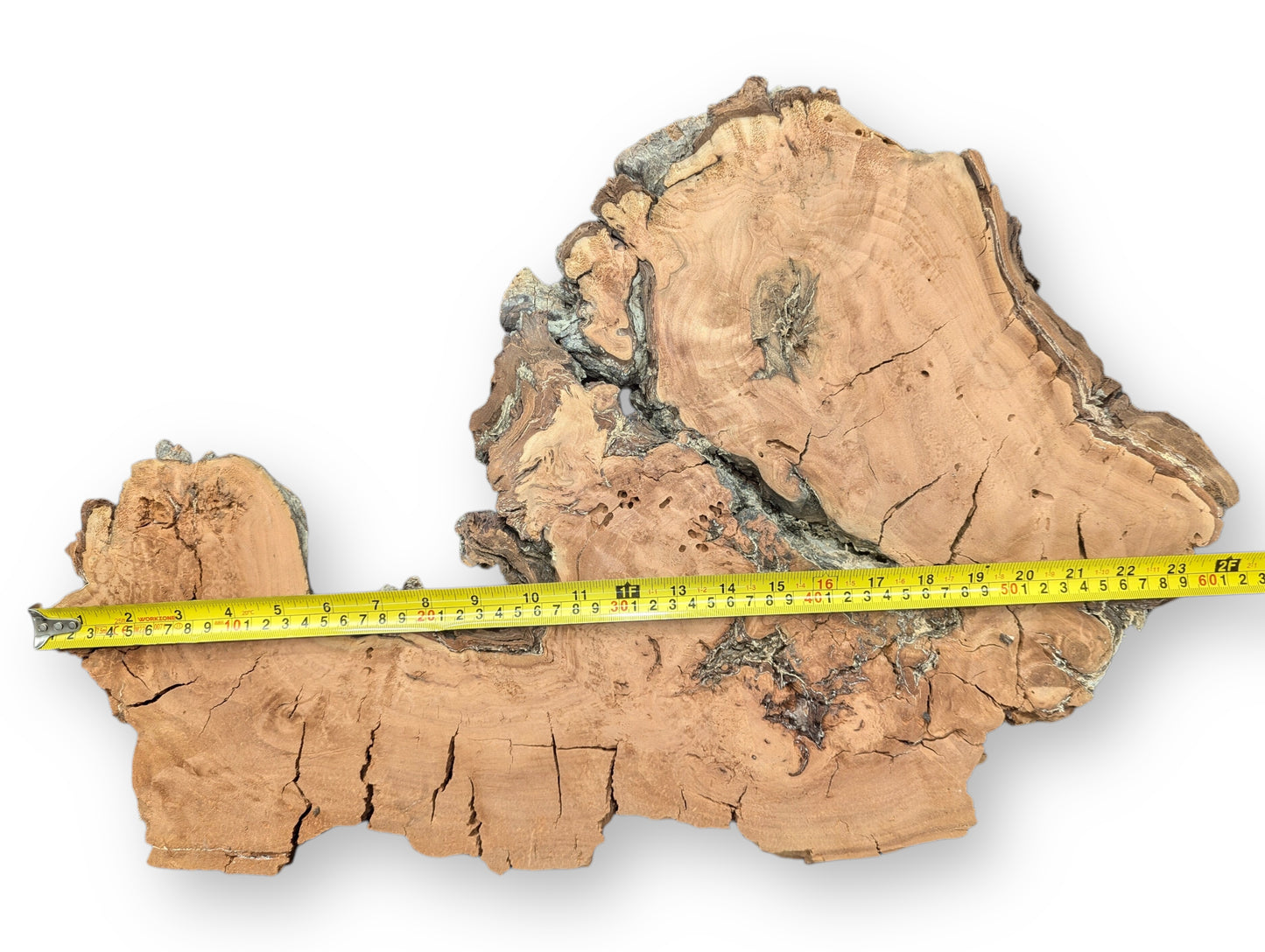 This irregular light brown willow wood slice features cracks, dark fissured edges, and a yellow tape measure.