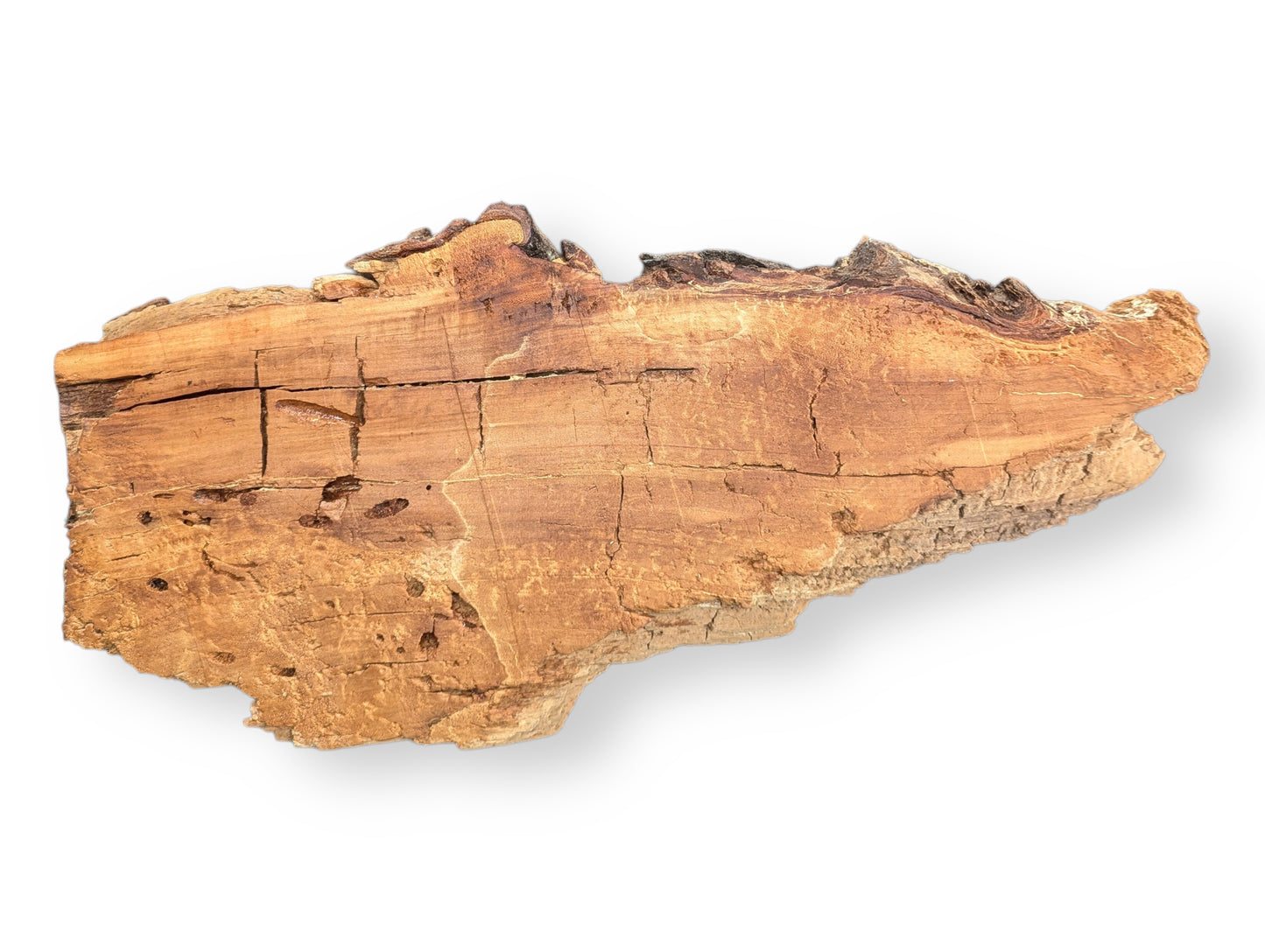 Weeping willow wood slab, irregularly shaped, exhibits a light brown color with prominent cracks and decay-like texture.