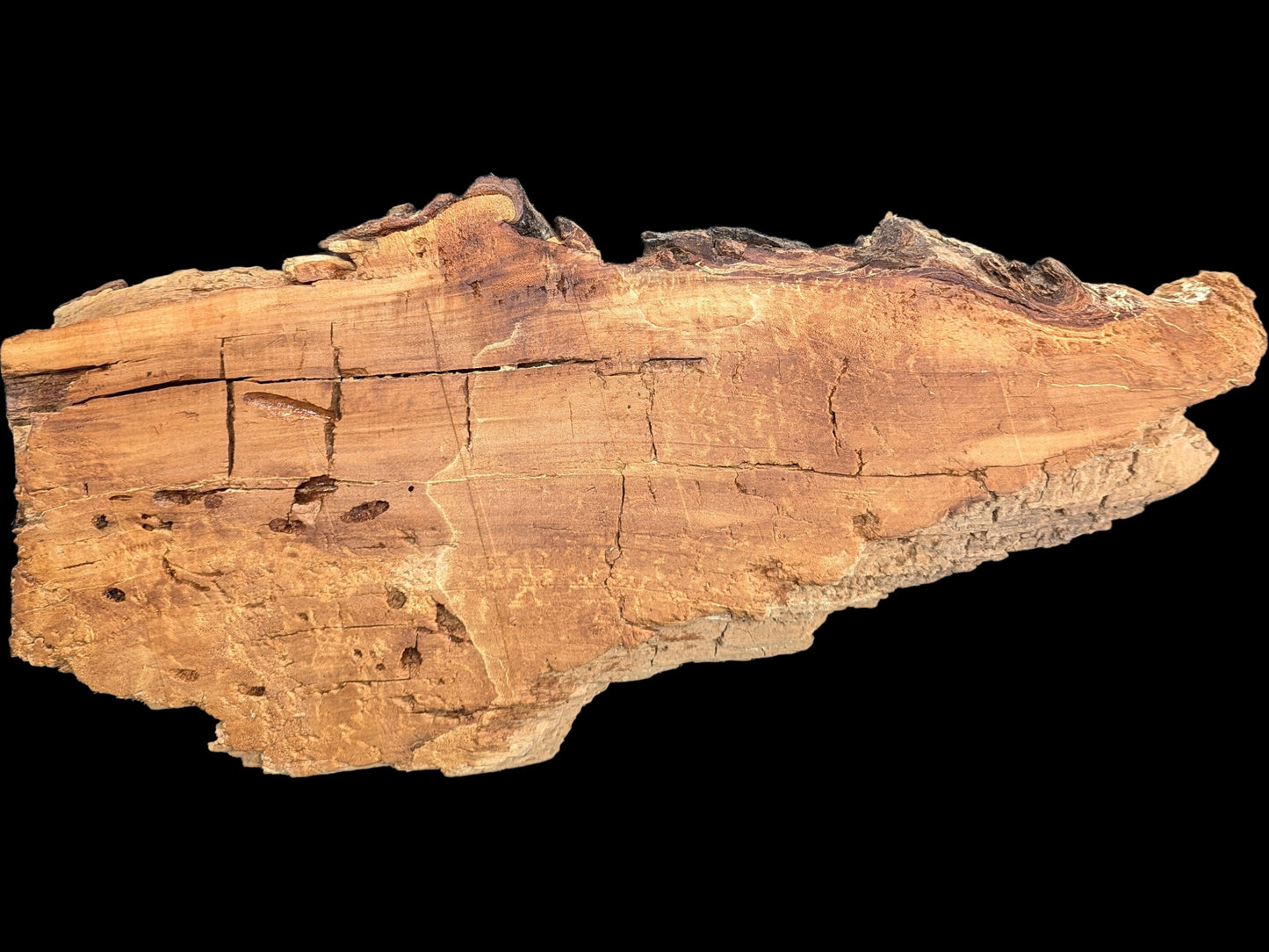 Irregularly shaped light brown willow wood slice featuring numerous deep cracks and a very rough, decay-like texture.