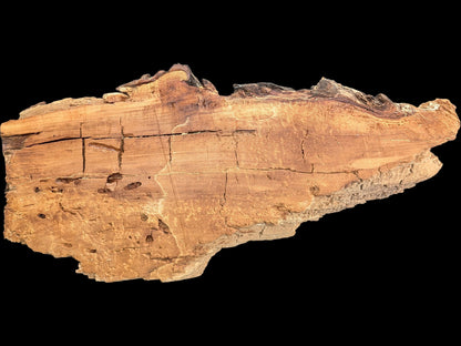 Irregularly shaped light brown willow wood slice featuring numerous deep cracks and a very rough, decay-like texture.
