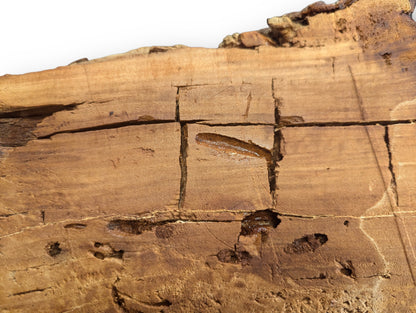 Surface of a light brown willow wood slice with deep natural cracks, holes, and carved grid lines.