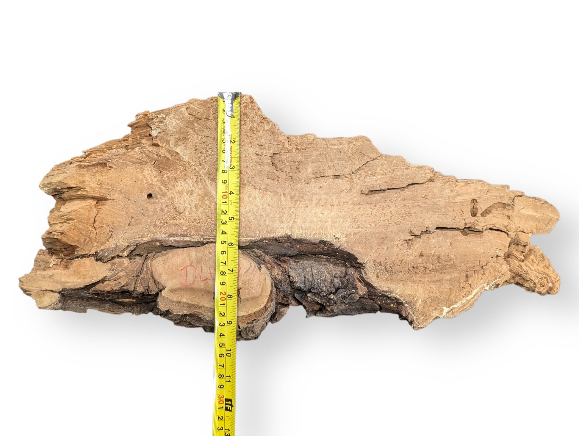 Irregular light brown weeping willow wood slab shows rough, decay-like texture, measured by a yellow tape.