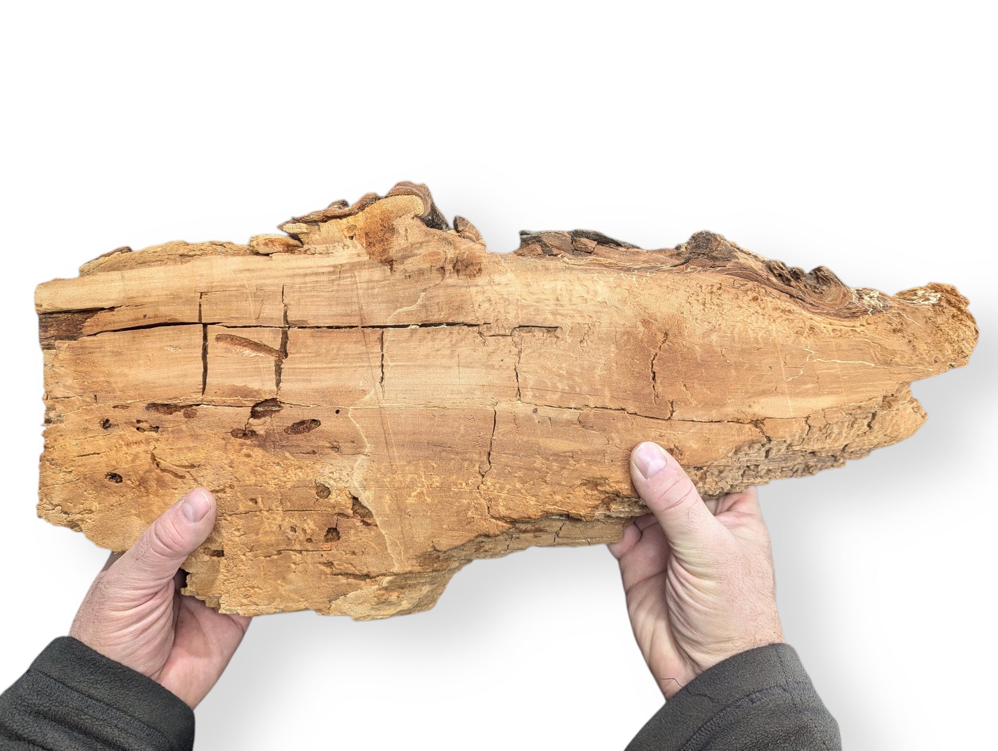 A pair of hands holds an irregular, pale brown wood slab, showing deep cracks and a naturally decaying texture.