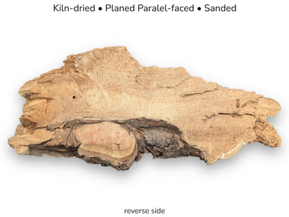 Reverse side of an irregularly shaped, light brown weeping willow wood slice with rough, decay-like texture.