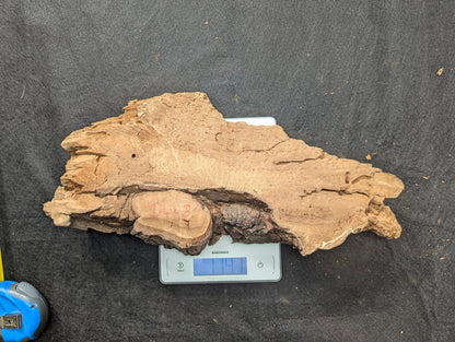 Light brown, irregular weeping willow wood slab with rough, decay-like texture on scale displaying 1.4.