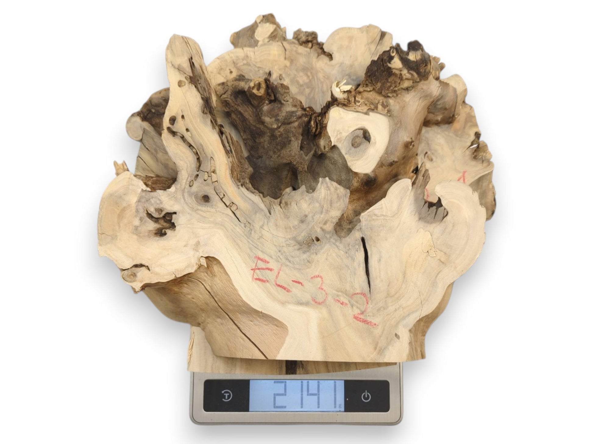 A light-toned elderberry burl slice with live edges rests on a digital scale showing its weight.