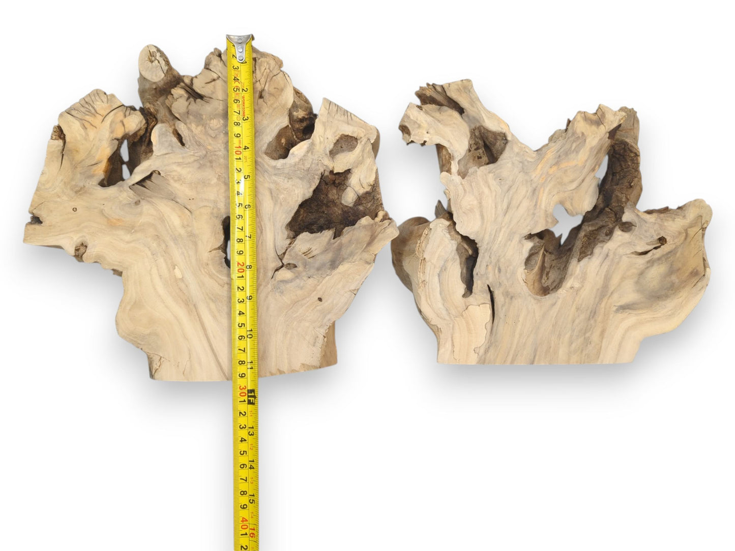 Two light-toned wood burl slices with open spaces, placed beside a tape measure for scale.
