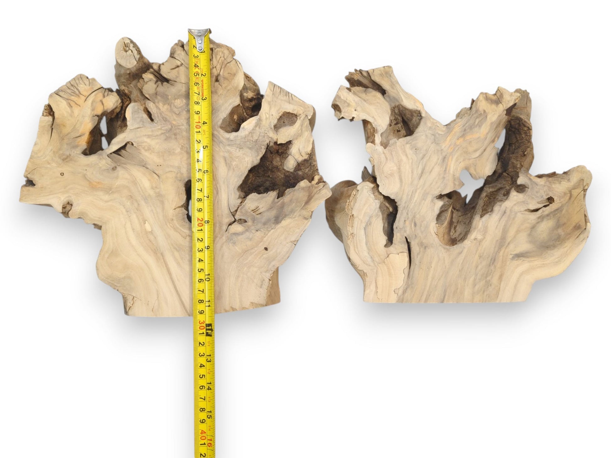 Two light-toned wood burl slices with open spaces, placed beside a tape measure for scale.