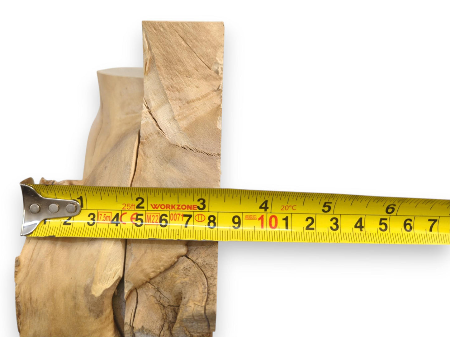 A tape measure extends across two upright elderberry burl slabs, indicating their combined width dimension.