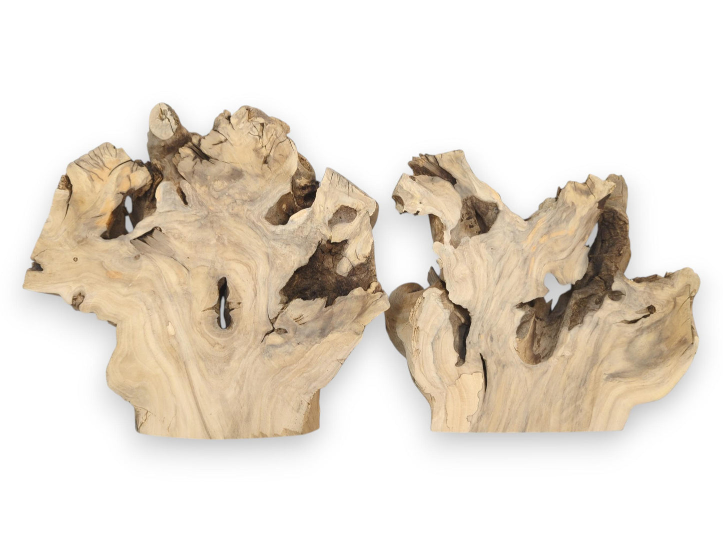 A set of two irregular elderberry burl slices displaying their intricate grain patterns and natural voids.