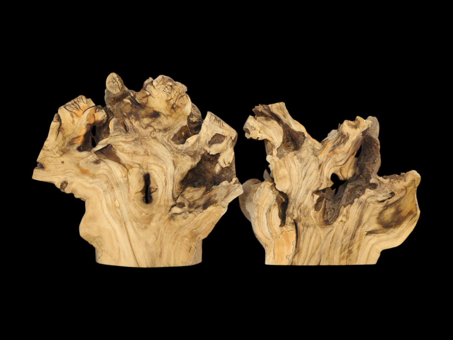 A pair of sculptural elderberry wood burls displaying swirling grain, natural voids, and flat-cut bases.