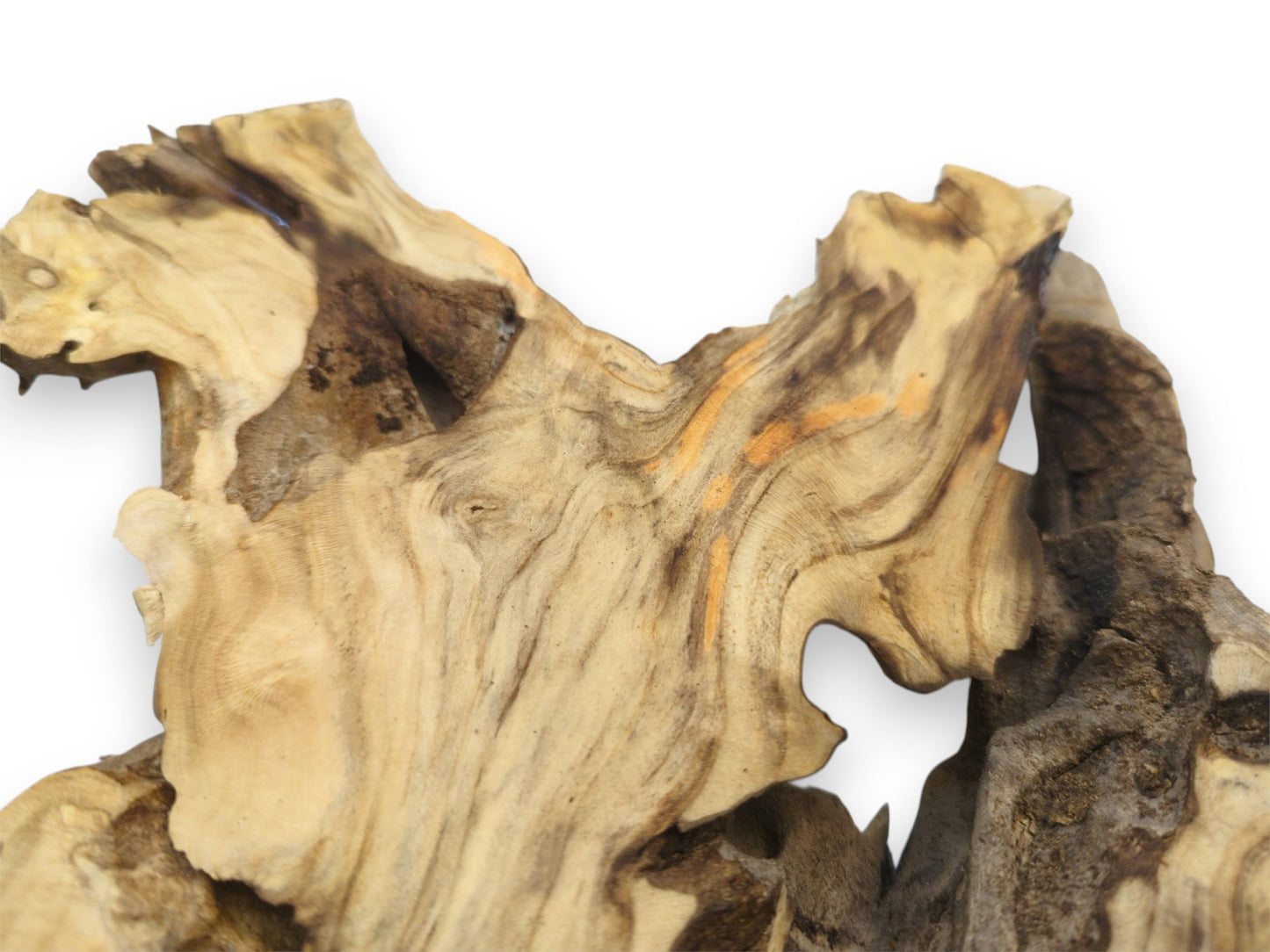 Macro view of an elderberry burl's smooth surface with orange markings and a rugged, gnarled edge.