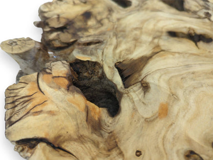 A close-up perspective on an elderberry burl, highlighting complex grain patterns around natural organic cavities.